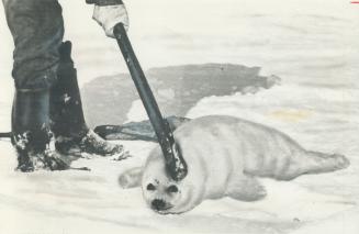 A baby harp seal is clubbed in last year's hunt