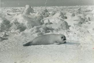 Harp seal: Some must die
