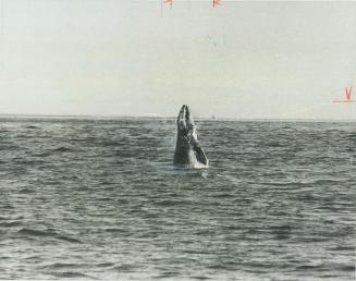 A whale jumps to look around