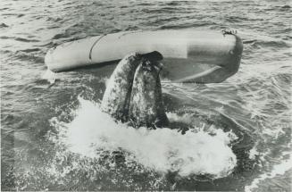 Animals - Whale - Gray Whales - Nacho