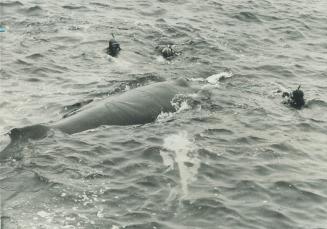 Three marine researchers in diving gear study Meg the humpback whale off Newfound land fishing village of Elliston after it was trapped in net