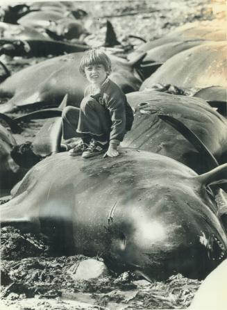 Marine biologists are as baffled as this 5-year-old boy about why 133 highly intelligent pothead whales committed suicide by beaching themselves on th(...)