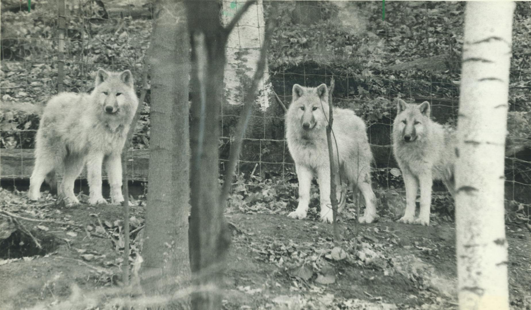 Who's to blame? Arctic wolf cubs stare at an intruder in Metro zoo's wolf compound