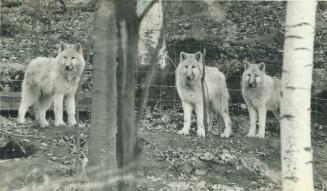 Who's to blame? Arctic wolf cubs stare at an intruder in Metro zoo's wolf compound