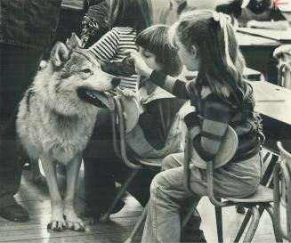 A warm welcome for a wolf. Hit of Eglinton Public School yesterday was visitor from California, a 2 1/2-year-old timber wolf named Rocky, who's being (...)