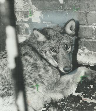 An injured wolf that bit the york animal control officer who captured it was reported the first wolf seen in the borough in two years. The wolf is to be killed