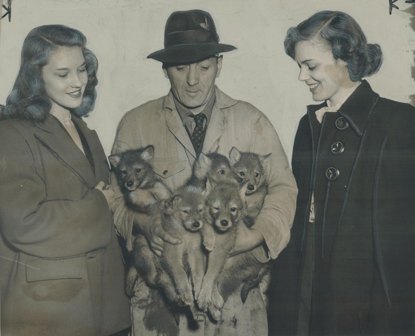 Five wolf cubs makes friendly pets to hold when they are only six weeks old like this Riverdale zoo quintet but by fall they'll be dangerous. June Buc(...)