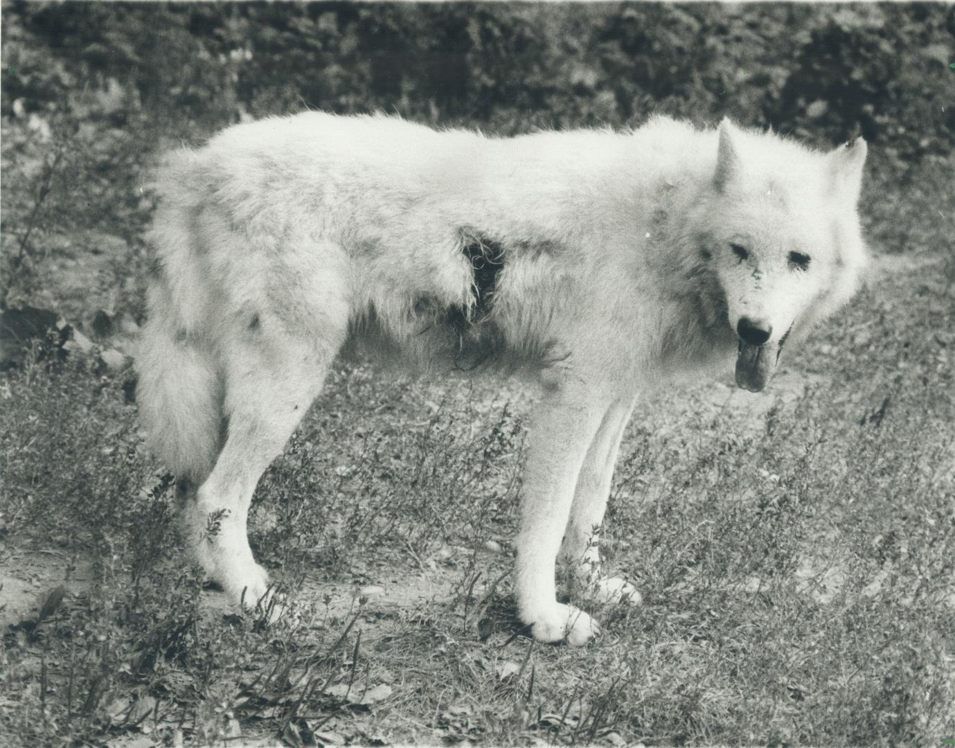 One of pack: An Arctic wolf stands in the compound at the Metro zoo yesterday where two young boys were attacked