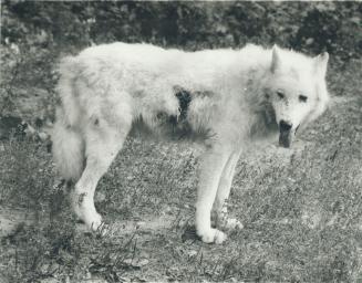 One of pack: An Arctic wolf stands in the compound at the Metro zoo yesterday where two young boys were attacked