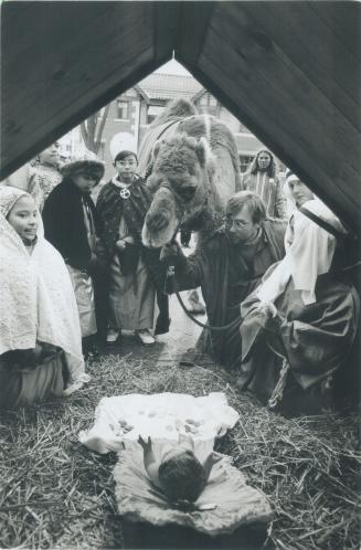 Miracle on Maitland St.. A camel from the Bowmanville Zoo joins shepherds and wise men from St. Michael's Elementary School at a manager in fornt of t(...)