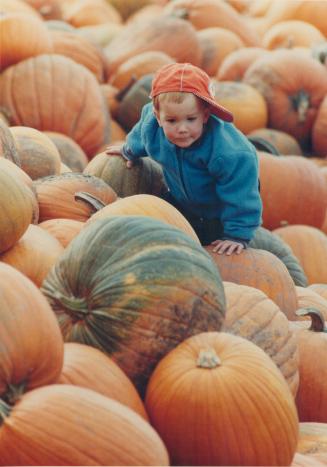 In search if the perfect pumpkin