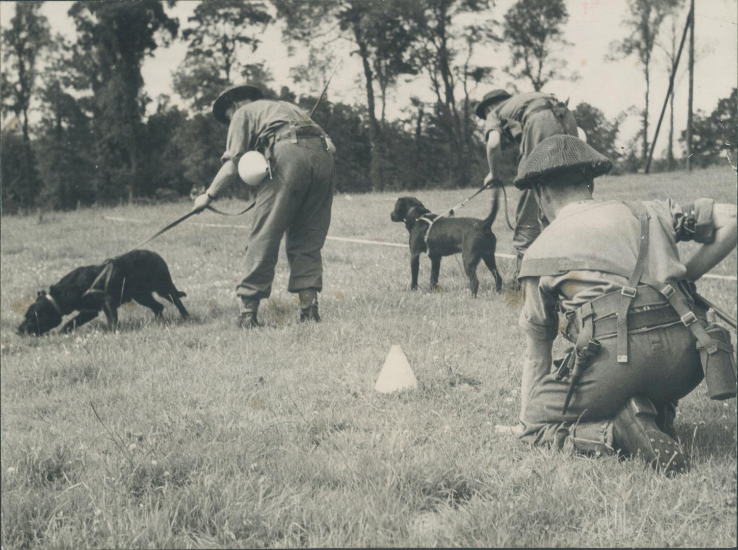 More effective than the most complicated mine-detecting apparatus at times, the dogs are the only means of detecting the all-wooden shoe mine. They ar(...)