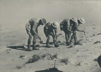Those aren't crippled soldiers using canes to hobble across the desert but British army engineers mine-sweeping by hand
