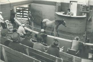Going, going? Pony parades before buyer at Ontario stockyards as auctioneer Harold Newton presides