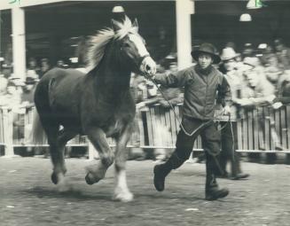 Striding out. A Mennonite handler puts a Belgian horse through its paces at the CNE Coliseum. The horse was one of 224 draft animals sold during the C(...)