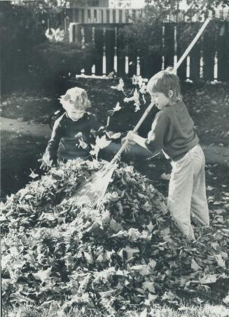 Children tackle the maple leaves