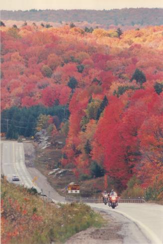 Scarlet of the maples