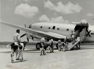 Part of Shipment of 40 Canadian cattle flown from Toronto and bound for Ecuador is shown being led aboara big transport plane at Nassau in a change of(...)