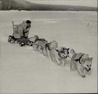 Bad news for the Nazis are the commando dogs being trained by the Royal Norwegian Air Force in Muskoka