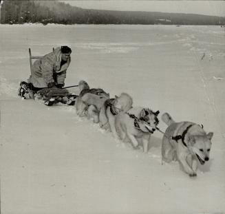 Bad news for the Nazis are the commando dogs being trained by the Royal Norwegian Air Force in Muskoka