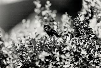 This Area for the Birds. A red-winged black bird, protecting a nest near a walkway at Ontatio place, has been spending his days pecking the noggins of(...)