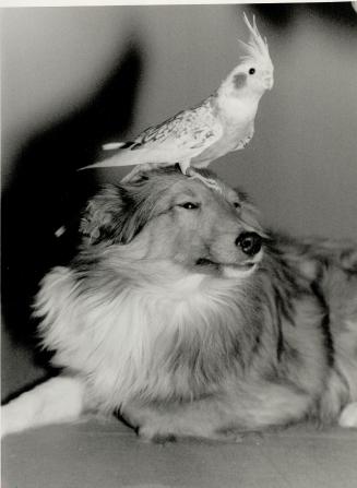 Don't get in a flap: Prince, a 6-month-old sheltie, sports a gfeathered crown at the Corbett home in Ajax where Alf and Alberta breed cockatiels, budgies and Java finches