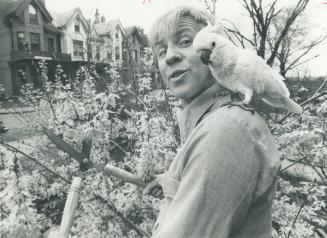 Pet Parrort Baby, actually a citron-crested cockatoo, accompanies Tony Brady in his front yard at Wellesley St