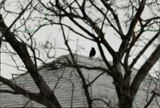 Bob the crow: Is this elusive black bird, perched on an Etobicoke house, a friend or foe? Some say he's a menace to kids, others want him to stay
