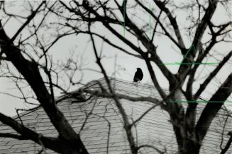 Bob hunted: Crow likes children, flees adults