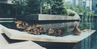 Birds - Ducks (1976 - )