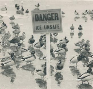 Fair warning for water fowl. Ducks wintering on Grenadier Pond can ignore the warning sign but you had better not. It got as warm as 11C (52F) yesterd(...)