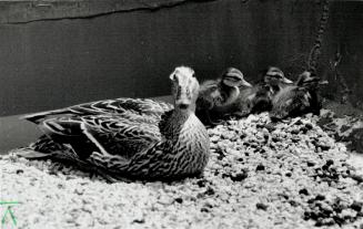 Latest 'edition': Mom and the kids from the mallard family are show-stoppers as they take up residence at the Toronto Star building at 1 Young St