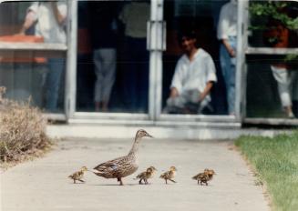 Well-schooled ducks: The Dunbarton Duck herds its latest brood of ducklings across a courtyard at a Pickering high school