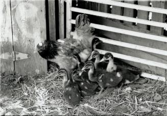 Protective custody: A chicken on small Markham farm rented by Michael and Sandra Wall keeps a close watch over the eight ducklings it hatched after the eggs were abandoned by the mother duck