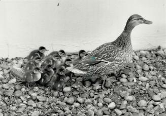 A school of ducks? The Dunbarton Duck proudly displays the nine ducklings she hatched last week in an enclosed courtyard at Dunbarton High School in P(...)