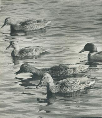 Birds - Ducks (up to 1975)