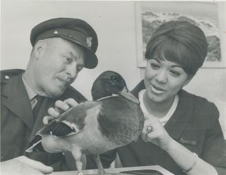 Tender, Loving Care from Carol Knibb of Air Canada is accepted as his due by Smitty, the stardom-bound duck from the Port Arthur waterfront, on his ar(...)