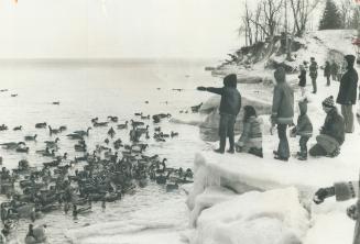 Ducks and Geese Flock to Bronte for a Banquet