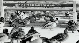 Public spirit: Even the ducks must do their bit