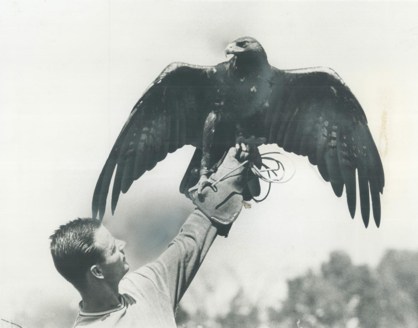 Professional Falconer Dieter Rosenkranz holds one of his Russian golden eagles aloft on his gloved hand