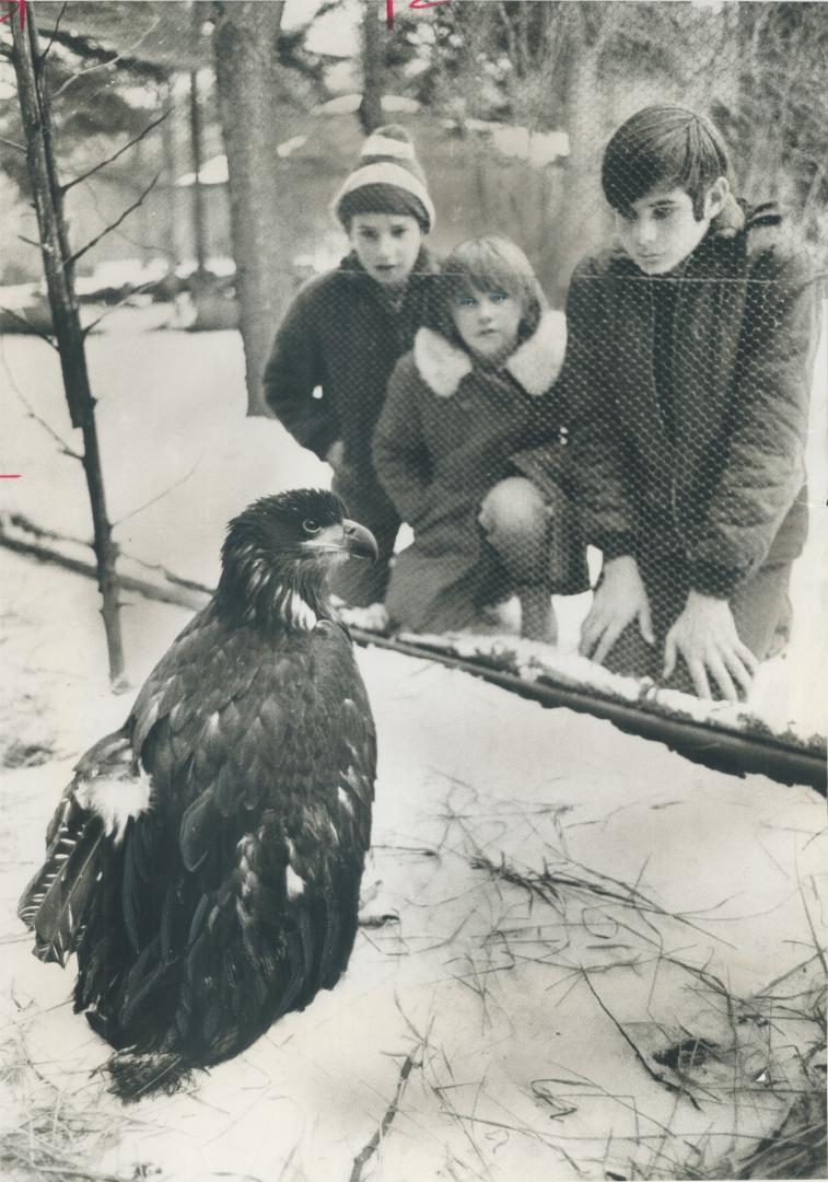 The eagle who may never fly. Children are fascinated with Morley the bald eagle. But Morley will probably never fly again. As a fledging he broke his (...)