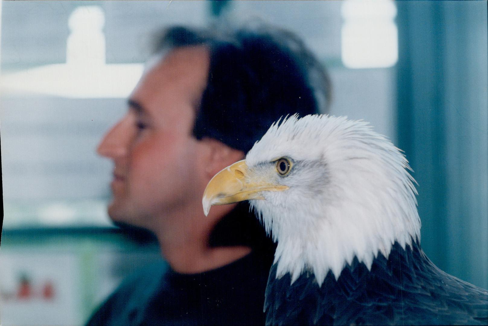 Northern Bald Eagle