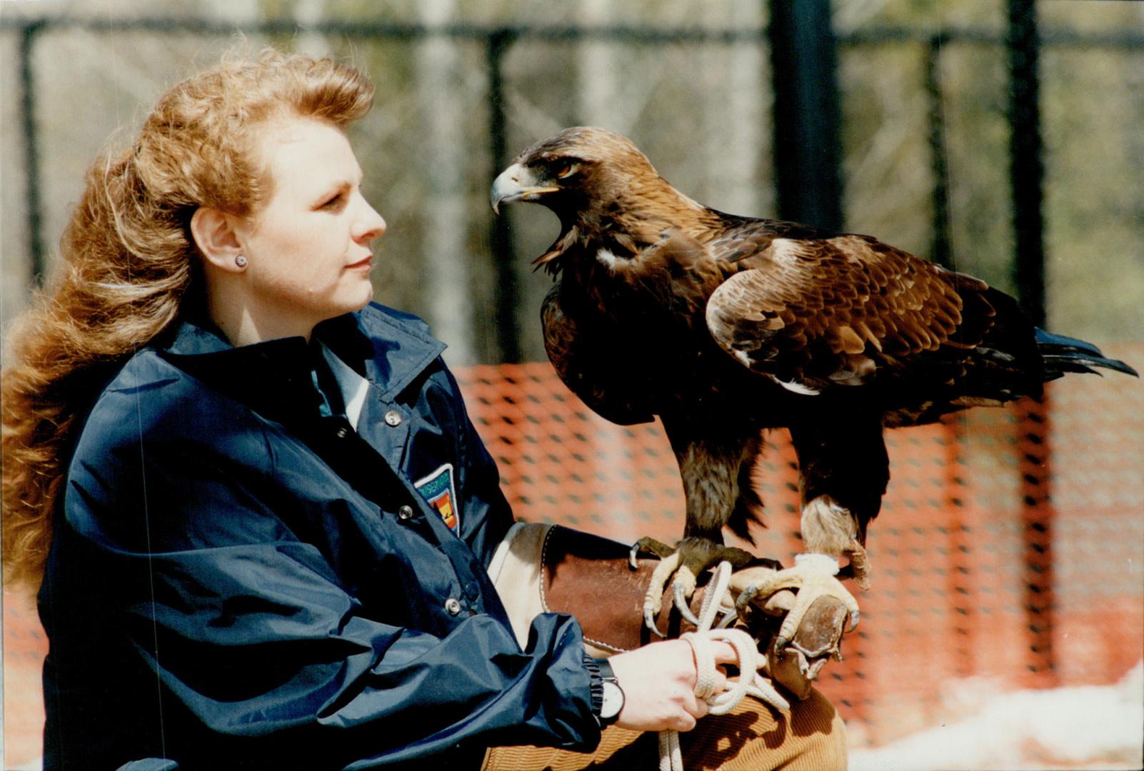 Golden eagel with Michelle Bartlett at Mountsberg Conservation area