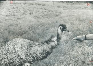 Simon and Emu is one of the pet animals at Naringal, a 5,200-acre sheep station west of Melbourne which welcomes overnight guests. However the name re(...)