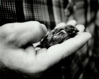 Baby finch rests trustingly in the hand of breeder Vince Moase