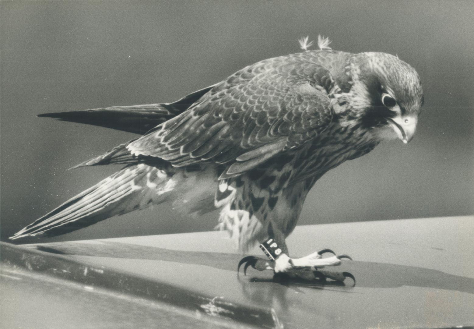 Birds - Falcon
