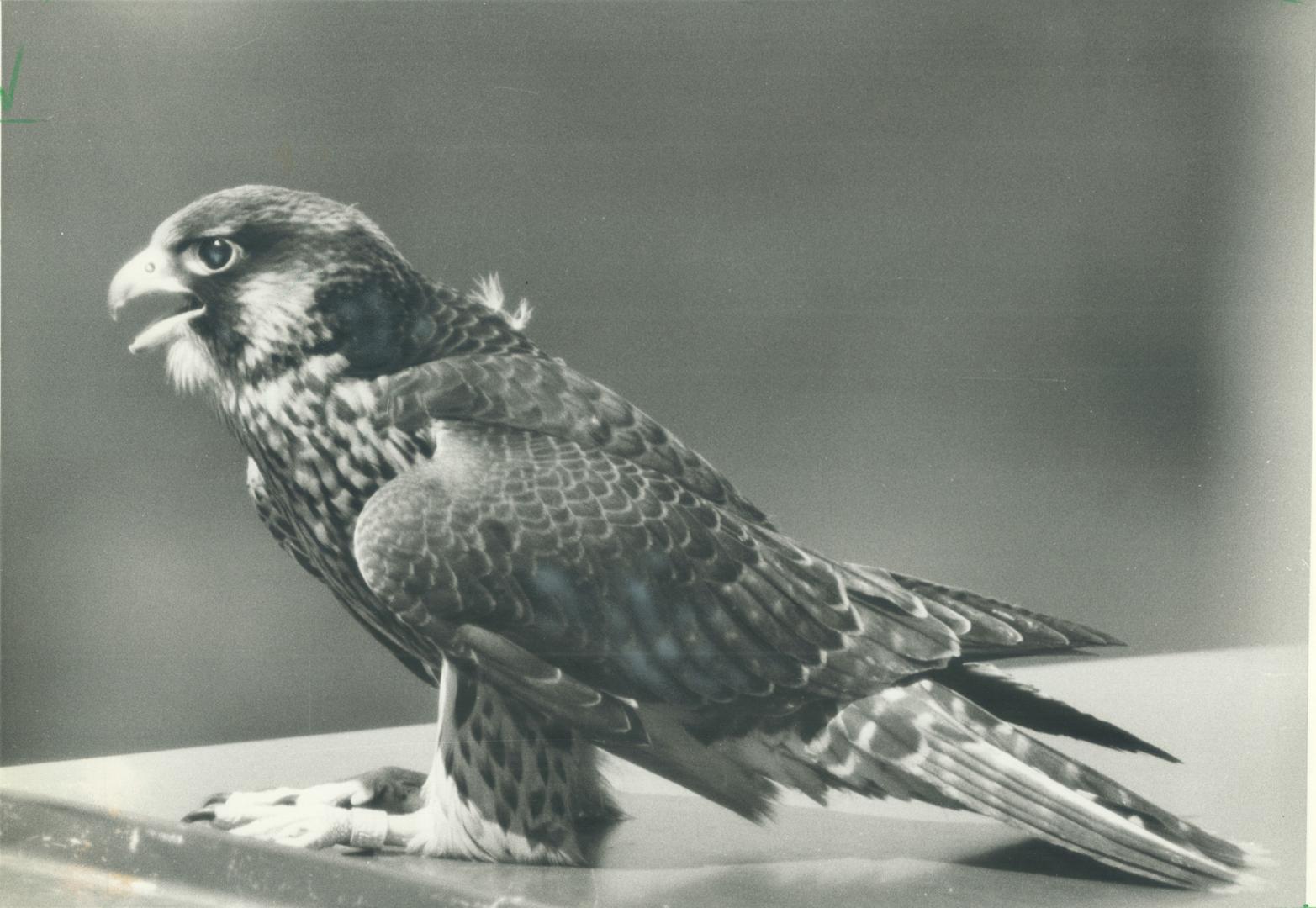 Birds - Falcon