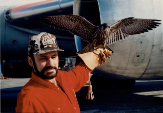 Skyraker's ready for take-off. Collisions between birds and aircraft can be deadly, so Pearson International Airport takes its falconry program very s(...)