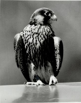 Can he do it?: Three female peregrines have been imported in hopes Whitney will mate
