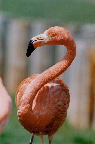 Birds - Flamingo